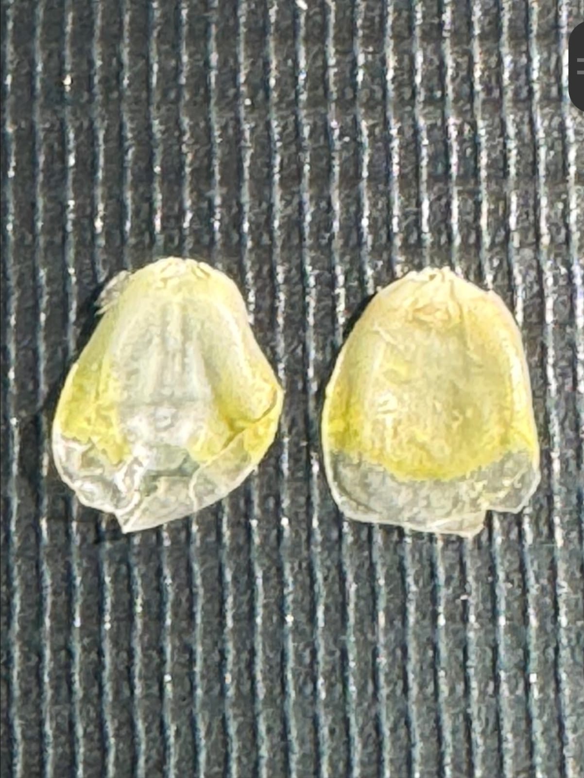Aulas LAB MICROSCOPIA 2025 1